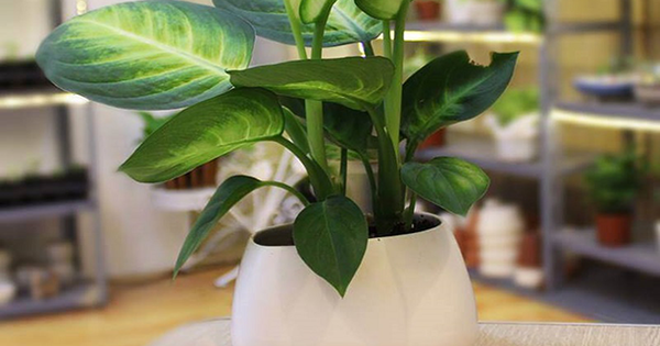 Loại cây được người giàu ưa chuộng, giúp hút tài lộc: Cần biết điều này để "tránh hoạ"