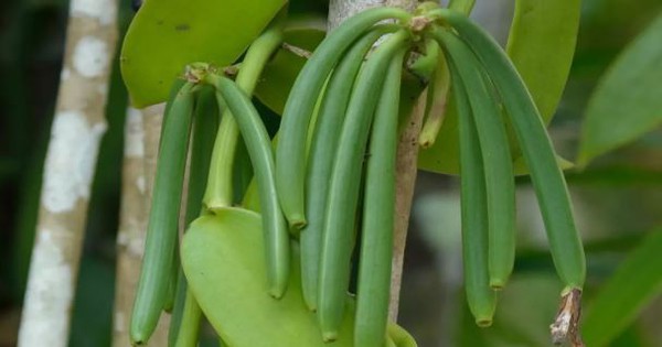 Loại quả đắt đỏ bậc nhất thế giới, từng có giá 15 triệu đồng/kg, ở Việt Nam cũng trồng