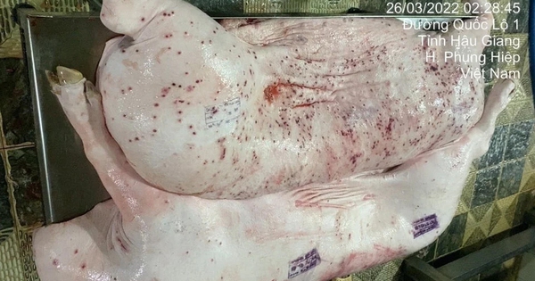 Thịt lợn bệnh làm thức ăn cho cá, chỉ cần "nấu lên là xong": Chuyên gia nói gì?