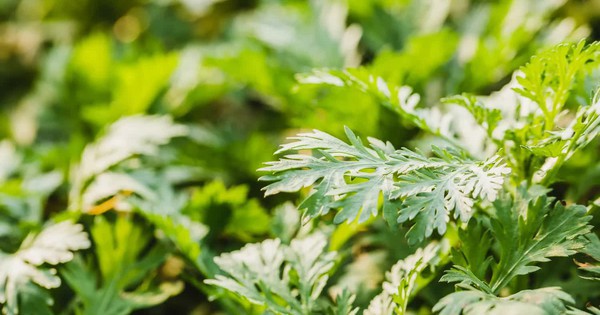 Việt Nam có loại rau là "vua thảo mộc" giúp giảm huyết áp cao, chống oxy hóa cực tốt