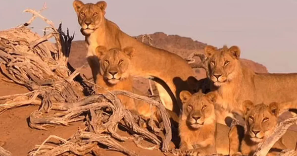 Nhà từ thiện giàu có bị sư tử vồ chết tại khu nghỉ dưỡng ở châu Phi