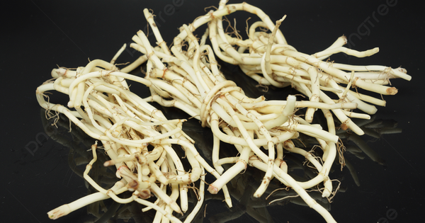 Đừng chỉ ăn lá, rễ loại cây này quý như "nhân sâm người nghèo" ở quê mọc um tùm như cỏ dại