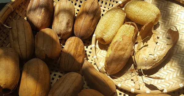 Thứ đặc sản xưa rụng thối gốc không ai nhặt, nay quý như "mỏ vàng" nhặt bán gần 1 triệu/kg