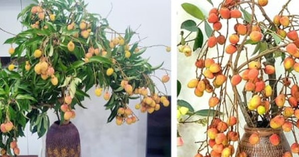 Trend cành vải cắm bình khiến những người mê cắm hoa "phát sốt"