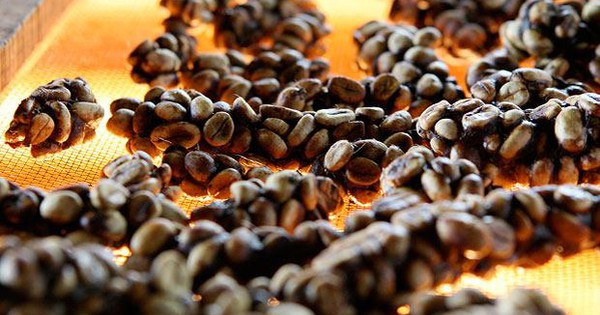 Loài chim quý hiếm thải ra thứ đắt đỏ, mệnh danh "vàng đen": Được đại gia thế giới săn lùng!