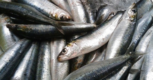 7 loại cá được ví như "nhân sâm dưới nước", thậm chí tốt hơn thịt gấp 10 lần