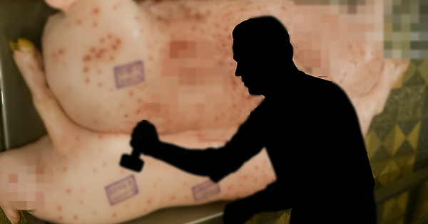 Đóng dấu kiểm dịch sai lợn bệnh của công ty C.P. Việt Nam: 2 nguyên nhân được giải trình