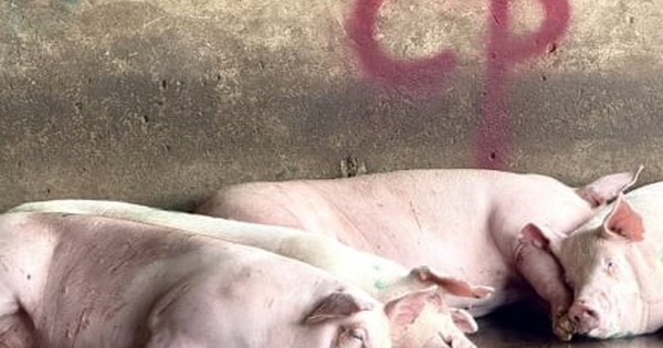 Lò mổ heo gia công cho C.P ở Hậu Giang không đăng ký kiểm dịch xuất đi Sóc Trăng