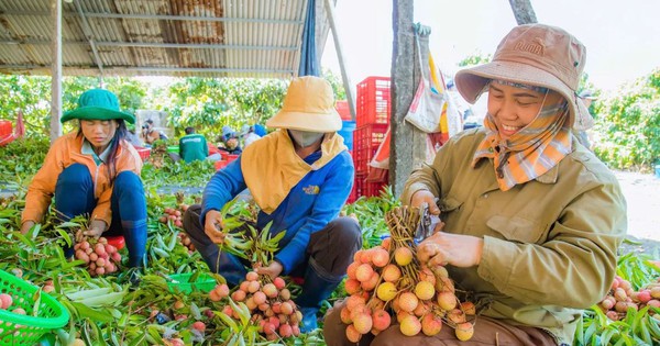 Loại quả bán đầy chợ Việt, sang Nhật thành quà biếu hạng sang: Biết dùng thì bổ toàn thân