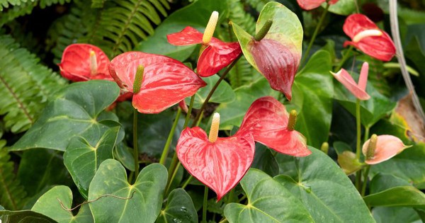 Loại cây dễ trồng, là "thỏi nam châm" hút chất độc gây ung thư trong nhà