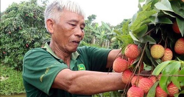 Vải trứng Hưng Yên được mùa, được giá