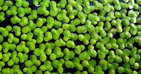 Loại rau người Việt dùng nuôi lợn, gà hóa ra có thể "giải cứu thế giới": EU đã có hành động đặc biệt