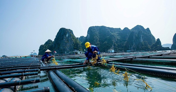 Một mặt hàng tỷ đô có lượng xuất khẩu đột biến:...