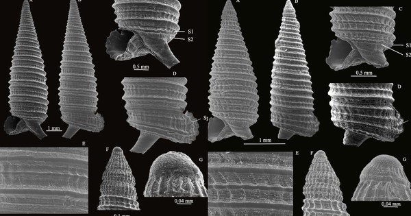 3 năm miệt mài, các nhà khoa học Việt Nam phát hiện hai “kho báu sống” dưới đáy biển