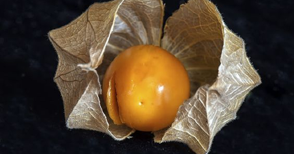 Loại quả dại ở Việt Nam ít ai "ngó", qua nơi này "cơn sốt" 700.000 đồng/kg