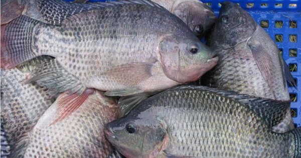 Loại cá được ví như "thuốc tiên" giá bình dân, ít xương dăm mà giàu protein bậc nhất