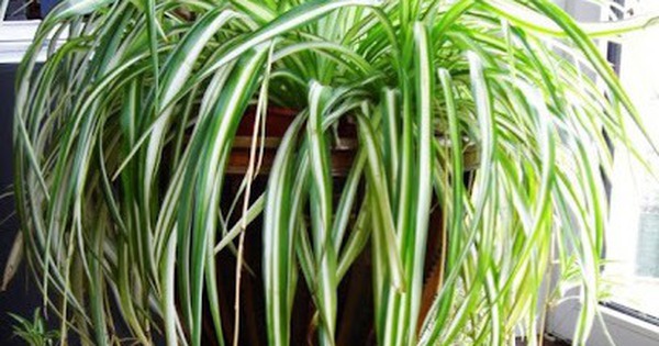 1 cây cảnh hơn 10 chậu trầu bà, lá dày tán rộng, lọc không khí đỉnh như "anh hùng", hút lộc dồi dào cho gia chủ