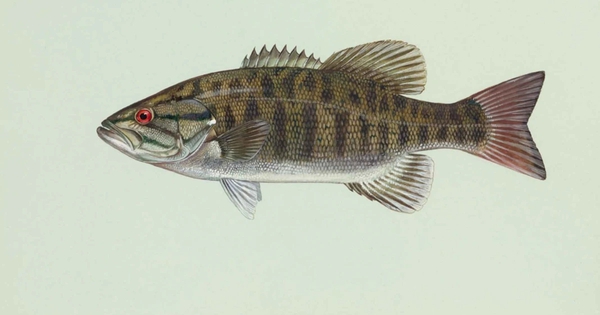 Một bộ phận của cá rất bẩn, có thể chứa độc tố nhưng là món "khoái khẩu" của nhiều người