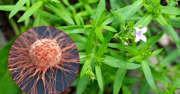 Loại cây mọc dại đầy bờ ruộng, được đồn là có thể "nuốt trọn" tế bào ung thư gan: Thực hư thế nào?