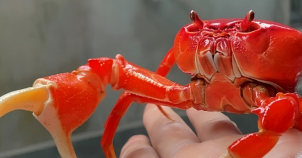 Độc lạ nuôi cua cảnh