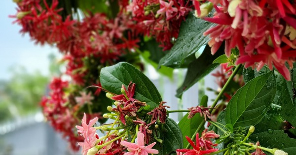 Cây này leo vòm như khúc nhạc, nở hoa thơm xa 7 dặm, rước quý nhân, gọi Thần Tài đến nhà