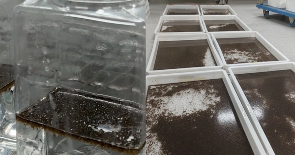 Trung Quốc thả 5 triệu con muỗi mỗi tuần giữa tâm dịch Chikungunya