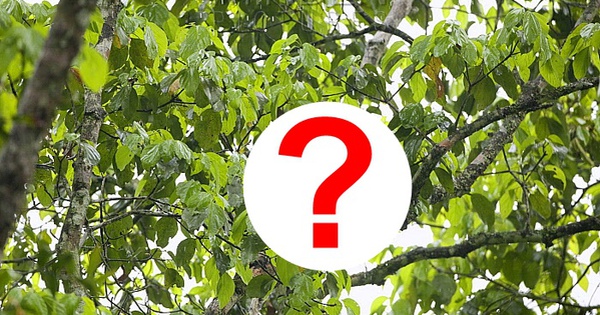 Loài chưa từng xuất hiện ngoài Việt Nam: Một cuộc phục hồi kỳ diệu đã diễn ra, hiện chỉ còn 200 cá thể