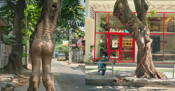 Người xưa nói "âm thịnh dương suy" - Cứ nhìn 4 cây trong nhà là biết vận may đang tụt dốc thê thảm