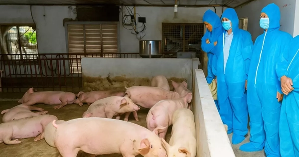 Tiêu hủy hơn 13.000 con lợn do dịch tả châu Phi tại Ninh Bình