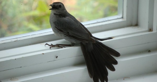 5 dấu hiệu nhà quý hơn cả vàng ròng, chuyển đi hay bán đều phí lộc trời ban