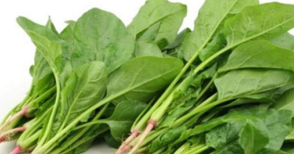 Ăn cải bó xôi, 2 nhóm người này phải chần để tránh gây sỏi thận