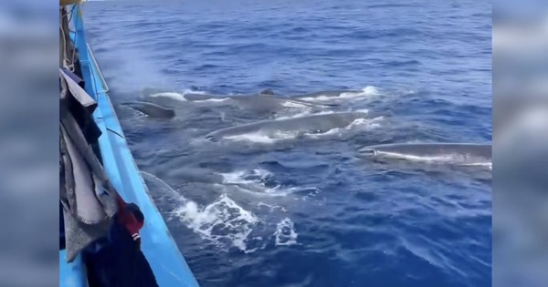 CLIP: Đàn cá khổng lồ phun nước, vây quanh tàu cá ngư dân Khánh Hòa