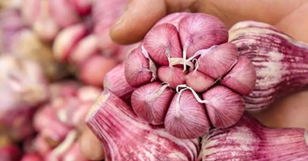 5 loại tỏi tuyệt đối không mua kẻo gây hại sức khỏe