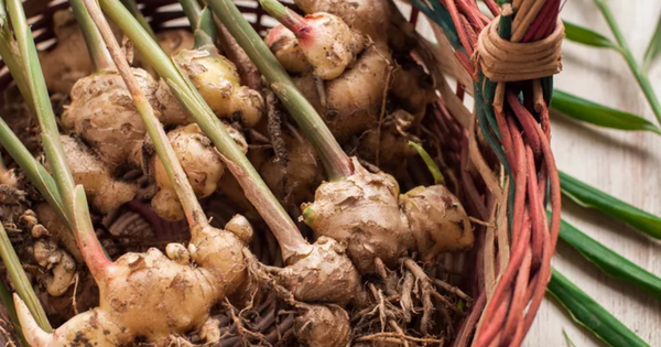 Phát hiện loại gia vị bổ dưỡng bậc nhất, mỡ máu cao, ung thư "rất sợ": Người Việt đã dùng từ lâu