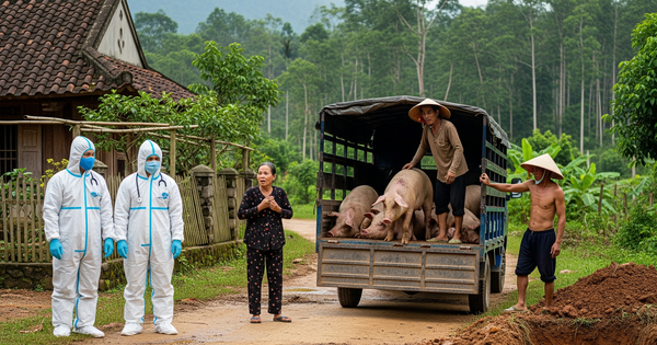 Gần 55.000 con heo bị chôn lấp, nông dân Quảng Trị điêu đứng