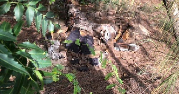 Lâm Đồng: Phát hiện thi thể phân hủy trong đồi dương