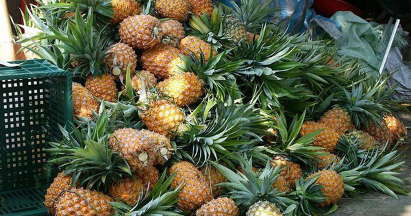 Phần dứa bị bỏ đi "phí nhất thế giới" giúp hạ huyết áp, ngừa ung thư, giải nhiệt hiệu quả