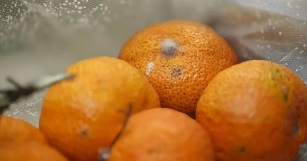 Trái cây hơi thối có ăn được không? Phóng to 600 lần, bạn sẽ thấy da đầu ngứa ran