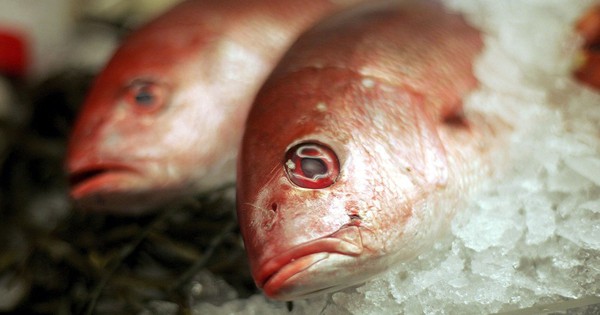 7 loại cá "ngậm" nhiều thủy ngân: Thích đến mấy cũng phải hạn chế