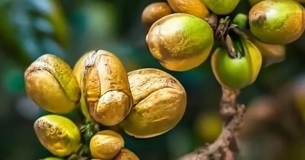 Nông dân có thể đổi đời từ loại hạt "245 tỷ USD": Bí quyết nằm ở chỗ "trồng dưới bóng râm"