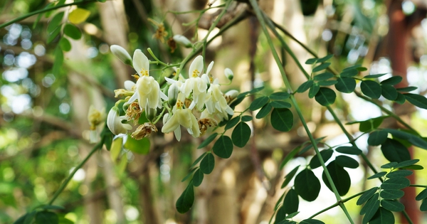 Tưởng trà xanh là số 1 chống oxy hóa cho phụ nữ, ai ngờ quán quân là loại lá chưa tới 50.000đ/kg bán đầy chợ Việt