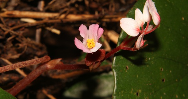 Phát hiện “viên ngọc” tuyệt đẹp nằm ẩn mình trong núi rừng Trường Sơn, chỉ có ở Việt Nam