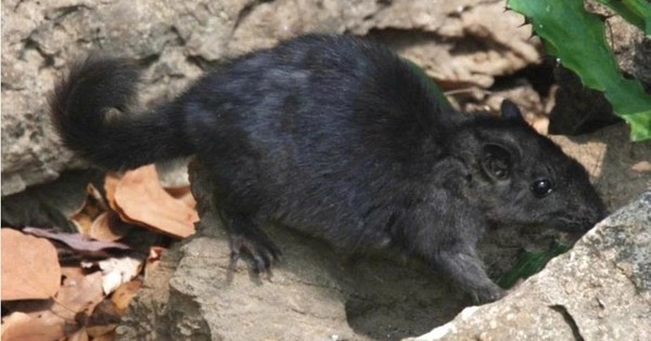 Việt Nam phát hiện "báu vật sống" tưởng đã tuyệt chủng 11 triệu năm gây chấn động giới khoa học