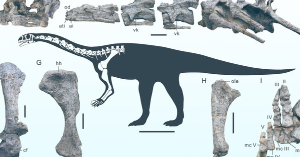 Quái vật thế giới chưa từng biết: Sauropodmorph cổ nhất Đông Á