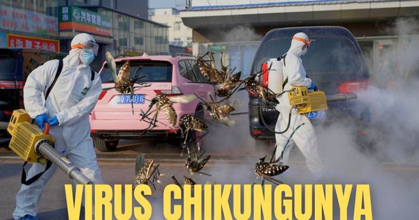 Virus Chikungunya "phá hủy nội tạng" bùng phát khiến WHO phát đi kêu gọi hành động khẩn cấp nguy hiểm thế nào?