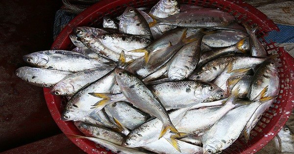 Loại cá được ví như "thuốc bổ từ biển", rẻ hơn cá hồi, cá ngừ nhưng nhiều chất không kém: Thịt béo, dễ nấu