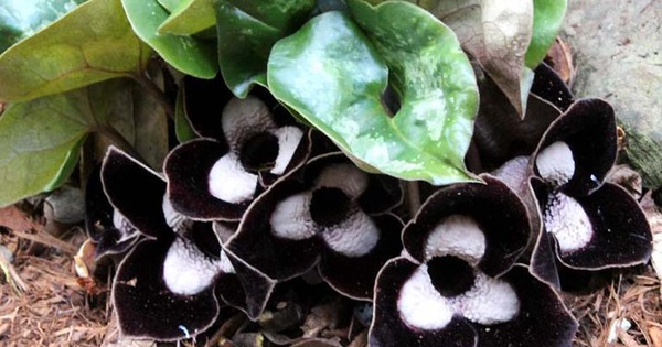 Việt Nam có loài cây mệnh danh “cây thần dược” quý như vàng từng bị khai thác cạn kiệt: Nay đang hồi sinh