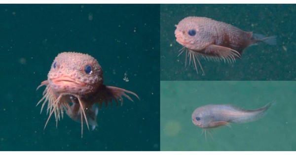 Ba sinh vật lạ xuất hiện trong ảnh tàu lặn chụp Thái Bình Dương