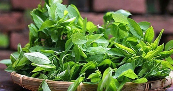 Loại rau được ví là "thần dược của sản phụ", rẻ hơn rau lang, rau cải: Ở Việt Nam chỉ nấu canh là quá phí