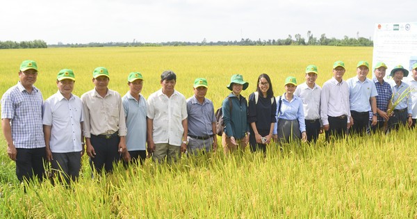 Giá gạo miền Tây đang giảm: Doanh nghiệp cùng vượt khó với nông dân